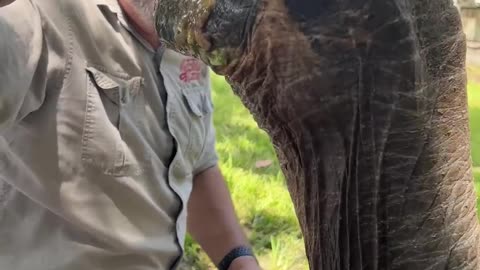 106 Year Old Galapagos Tortoise! 🐢 😱