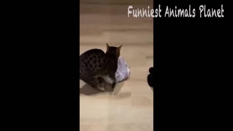 Best Funny Dogs And Cats Videos 😅 - Funniest Animals Videos 2023😇 #4