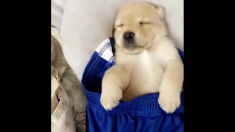 Cute puppy funny video part -1