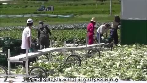 The Harvest of Beautiful Chinese Cabbage in Japan - Japan Agriculture Technology