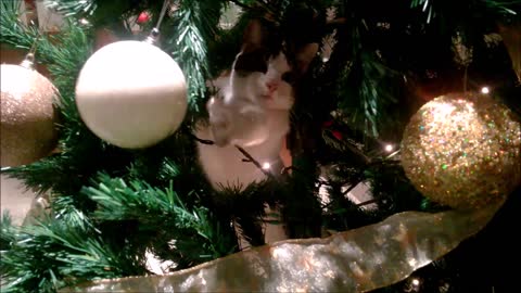Kitten ruins Christmas Tree