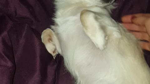 Chihuahua dont want to get up early in the morning