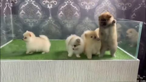 Teacup Pomeranian Compilation video