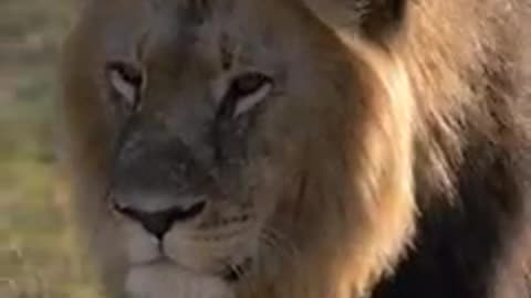 King lion beautiful video.