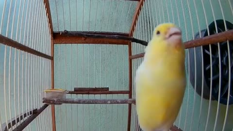 Belgian canary singing a lot