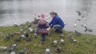 The invasion of hungry wild pigeons