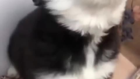 Adorable Baby Husky Howling - Irresistible Puppy Cuteness!