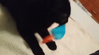 Cat fighting with her toy mouse