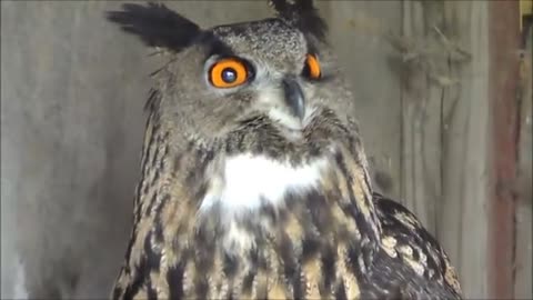 Owl hooting