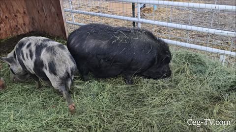 Graham Family Farm: Hay Dog