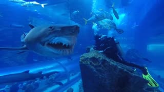 Shark Dive Dubai Aquarium