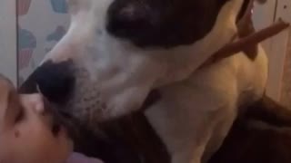 Pitbull kisses rock