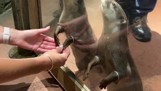 Holding Hands With Otters at the Dubai Aquarium