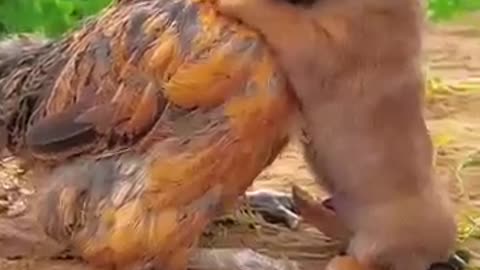 Friendship / puppy and chicken . A beautiful moment #191 - #shorts