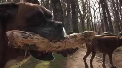 Boxer dog video cute dog video