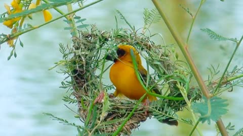 wevour bird nesting #rumble #birds #viral #views