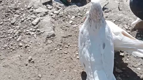 Pigeon sound || My fancy pigeons 🕊️ making pair