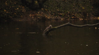 Otter with Fish