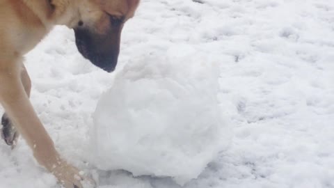 German shepherd snow man