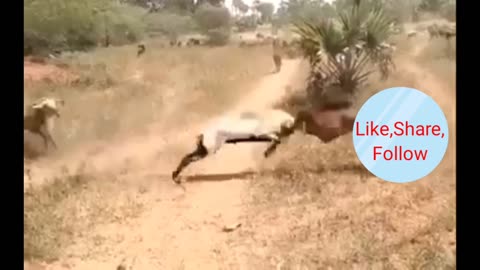 Amazing Goats Fighting