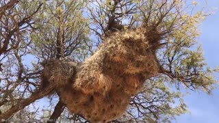 15 Most Amazing Nests In The Animal World