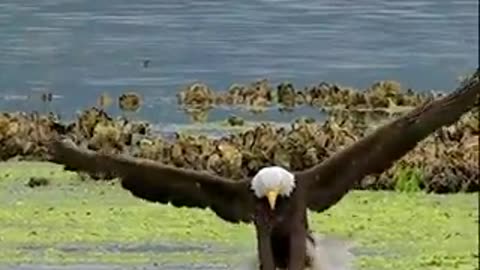 Majestic Eagle Swoops In 🦅🐟