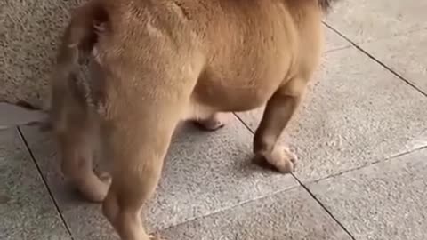 Funny Dog Clip