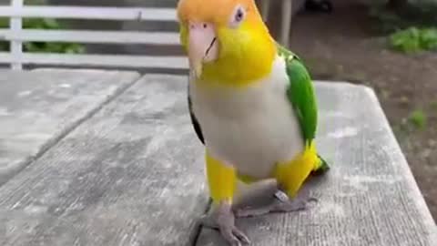 Funny Parrots and Cute Birds #Get Best In Description