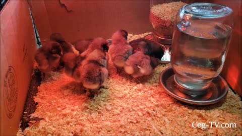 Graham Family Farm: We picked up some chicks - 2/16/2023