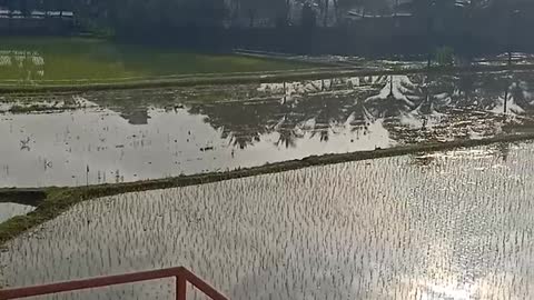 rice farms