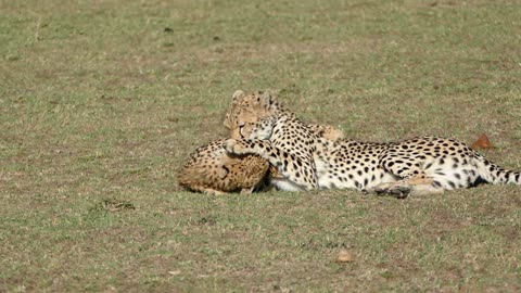 African cheetah sisters roughhousing