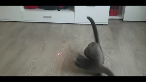My crazy cat is catching laser red dot, funny cats, cat videos, russian blue cat, funny videos