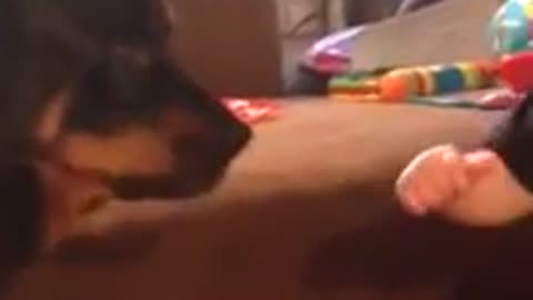 Toddler attempts to grab dog's tongue during kisses