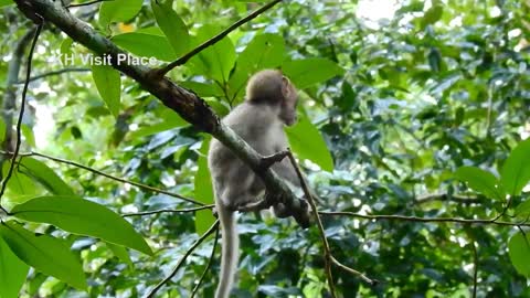 Breaking news - New abandoned monkey not name yet just join with Sovana group today