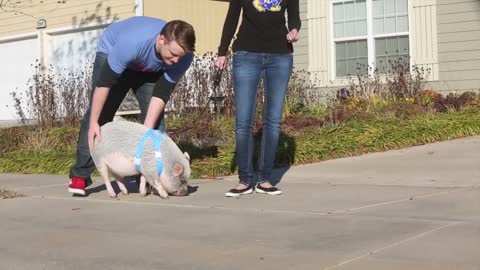Lawrence couple adopts potbelly pig as a pet