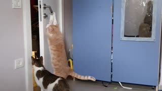 Escape Artist Cats