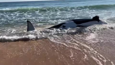 21-Foot Orca Dies After Mysteriously Washing Up On Florida Beach In 'First-Ever Case'