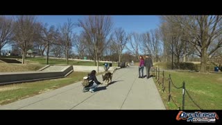 Best Dog Training - German Shepard- K9 Training