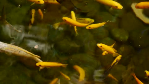 10 Minute Meditation Calming Goldfish Pond