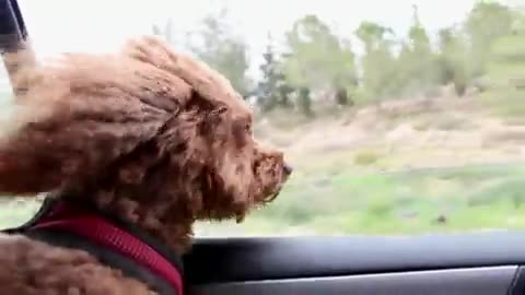 Funny dog viral video