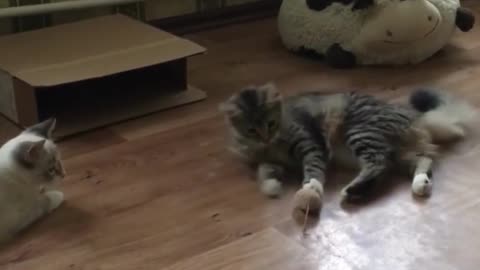 Cat Playing Happily / Pets Video Hd