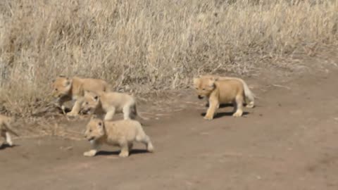 ADORABLE SIX LION CUBS enjoy their first outdoor adventure 1080p 60FPS