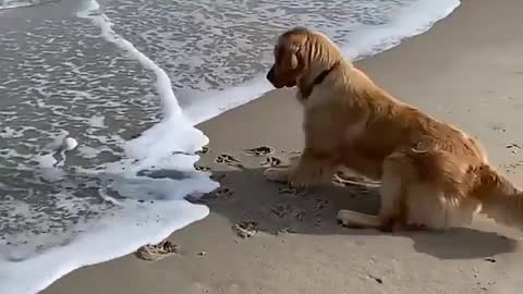 Hilarous dog scared of getting her paws wet