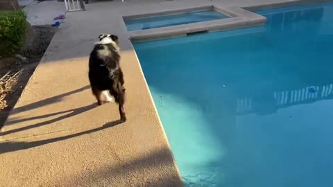 Dog pool to enjoy the moment