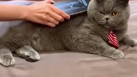 Cat Funny Reaction