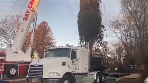 Rockefeller tree cut, ready to be set up on Saturday
