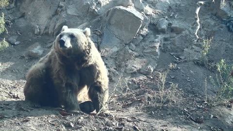 Exploring the World of Polar Bears, Brown Bears, and Black Bears | Radiant Earth Gazer