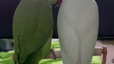 Awesome birdie interaction 😂