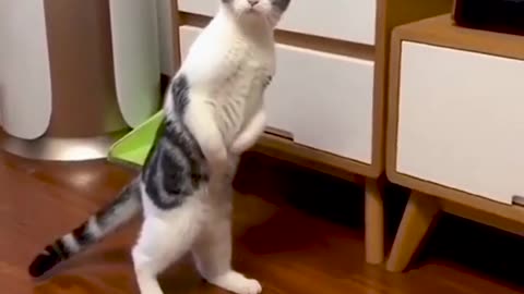 Cat Standing on Two Legs - Funny Cat Videos 🐾
