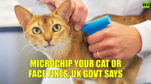 A Tale of Two Summits (and Microchipped Cats) - #NewWorldNextWeek